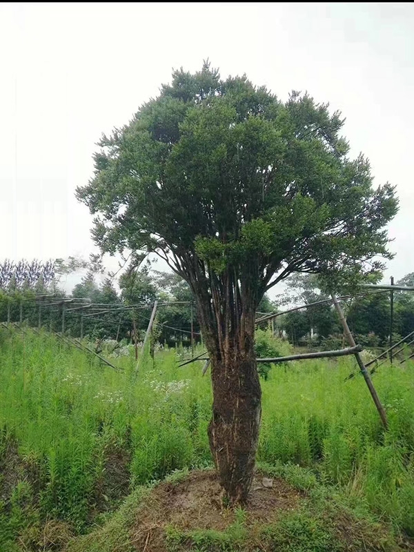 黄杨