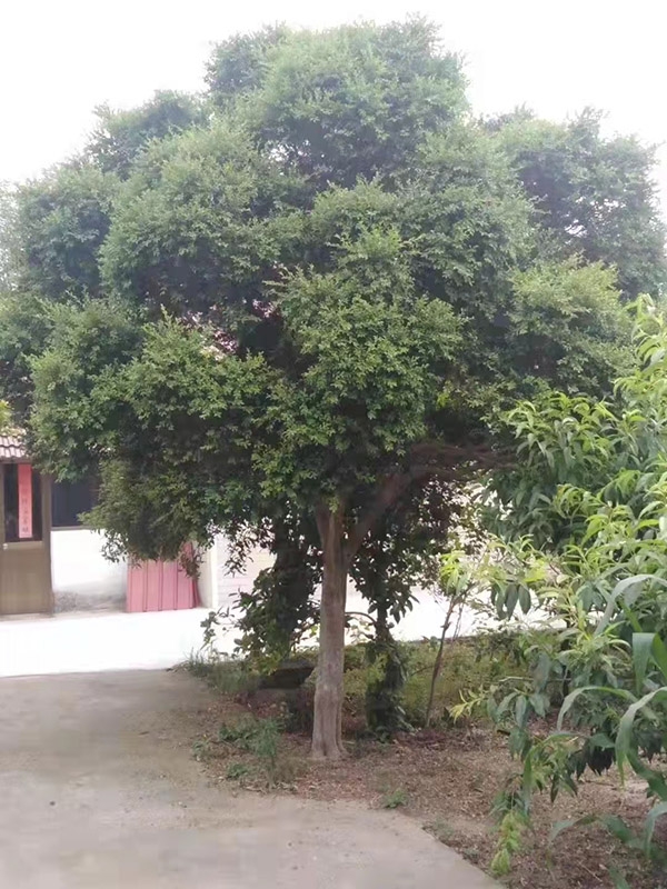 黄杨