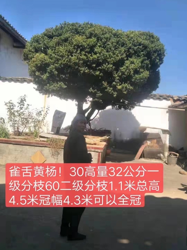 黄杨