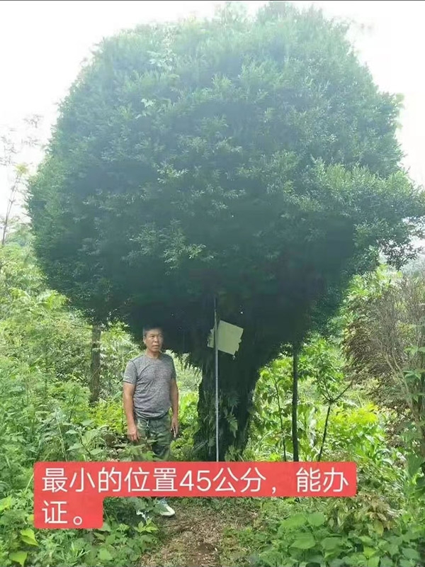 黄杨