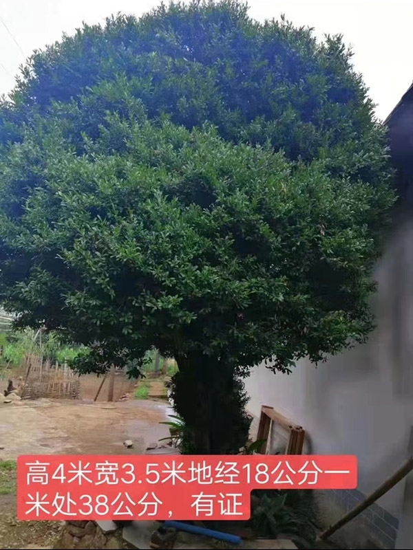 黄杨