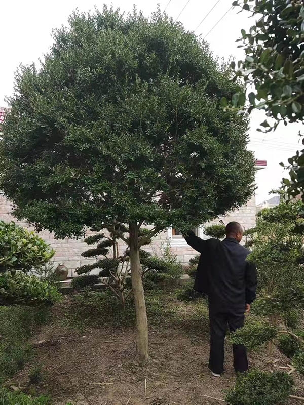 黄杨