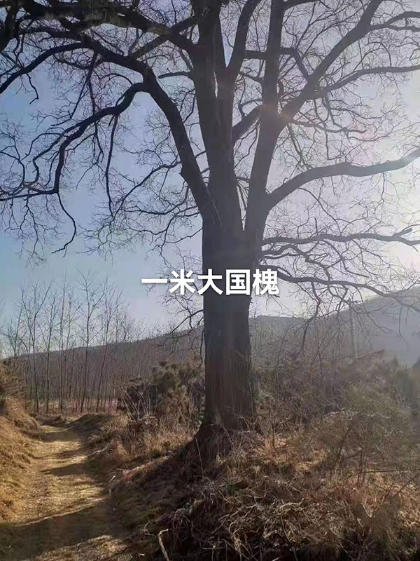 古树