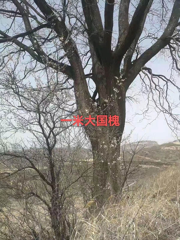 古树