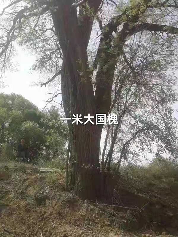 古树