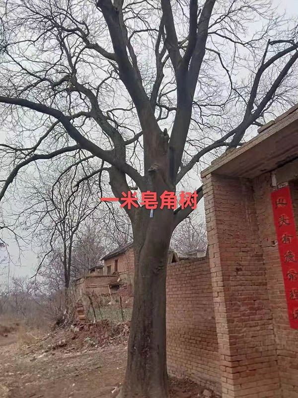 古树