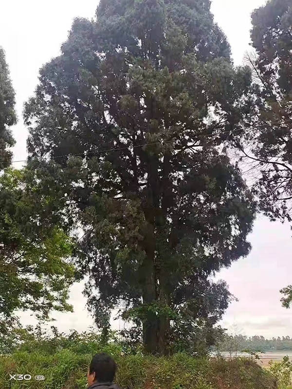 古树