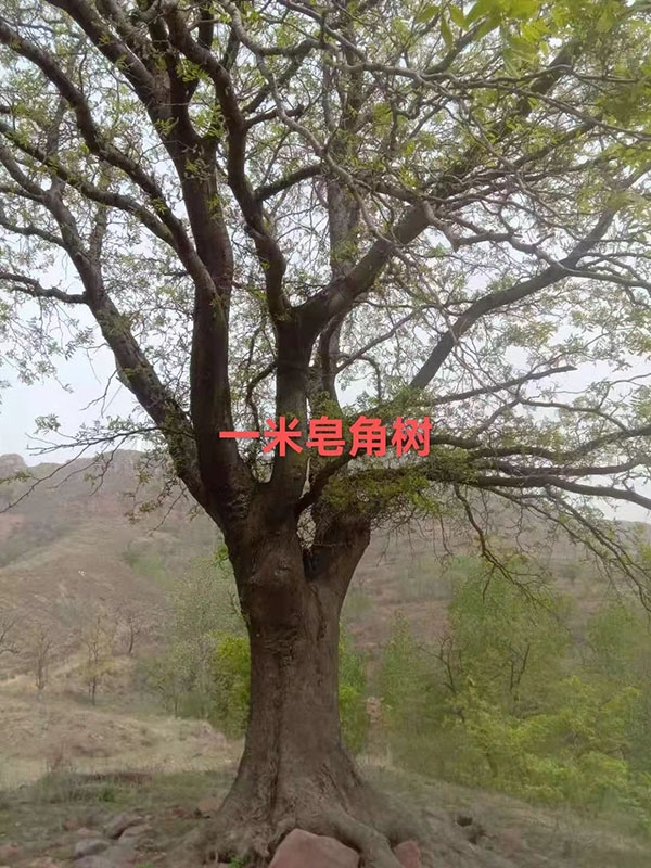 古树