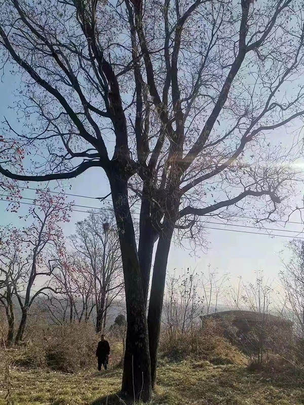 古树