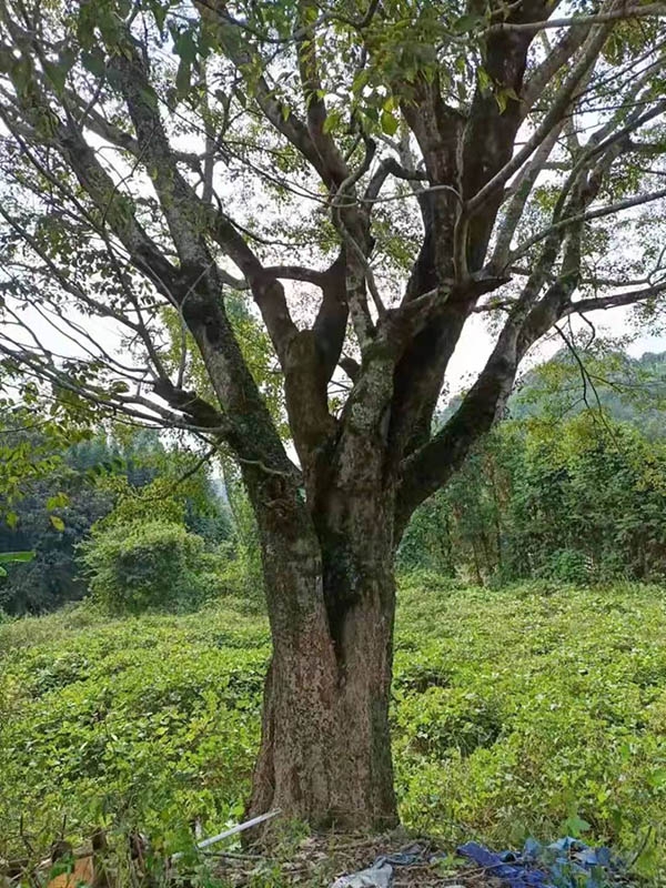 古树