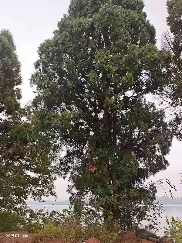 古树