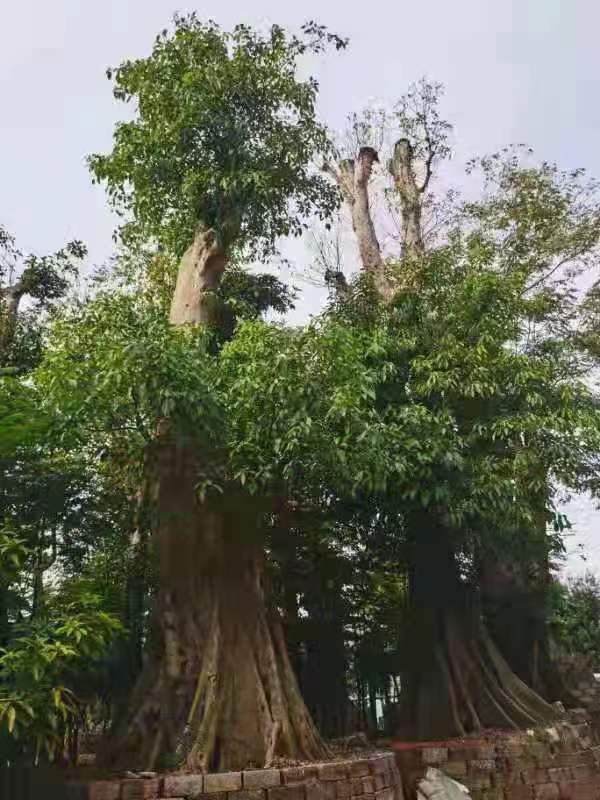 古树