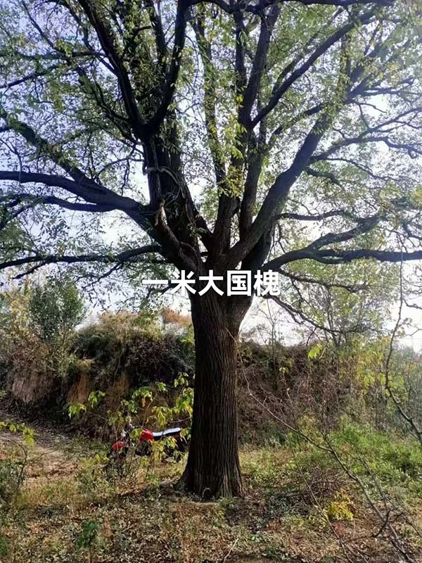 古树