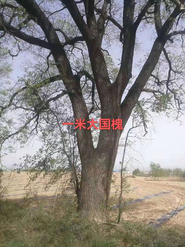 古树
