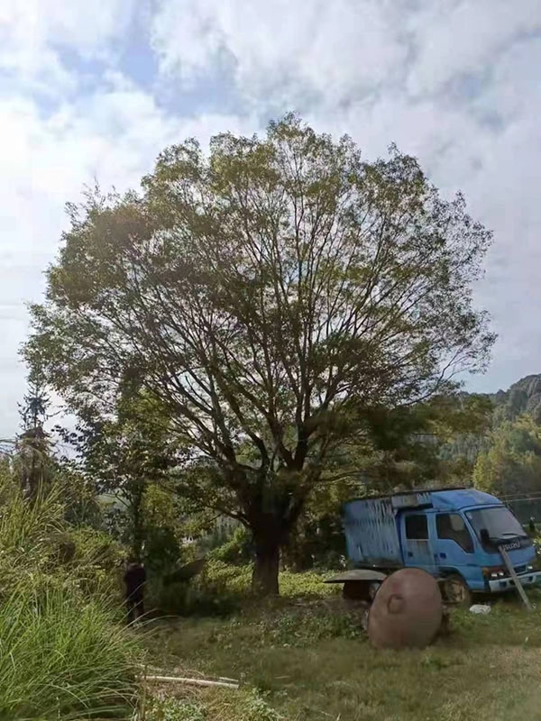 古树
