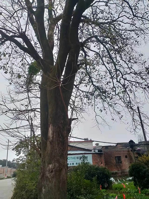 古树