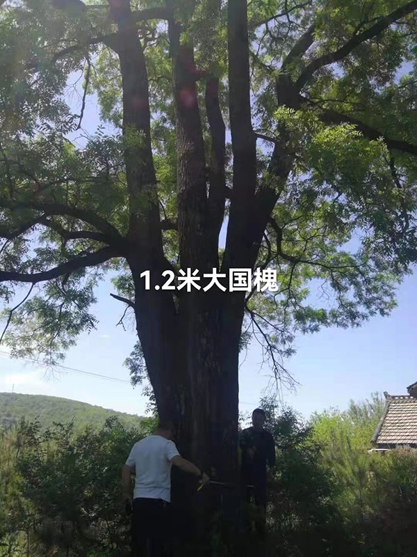 古树