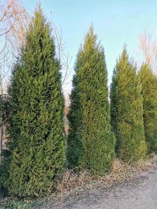 蜀块