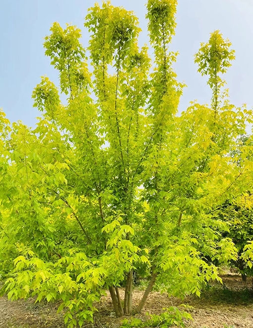 郓城县鑫发谷物种植专业合作社