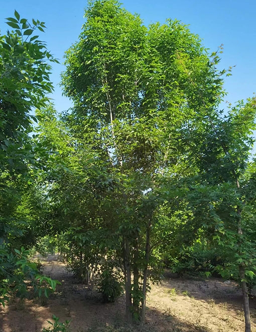 郓城县鑫发谷物种植专业合作社