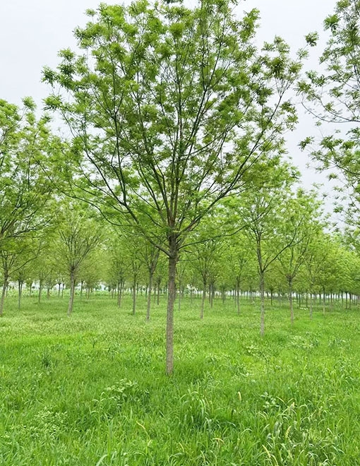 郓城县鑫发谷物种植专业合作社