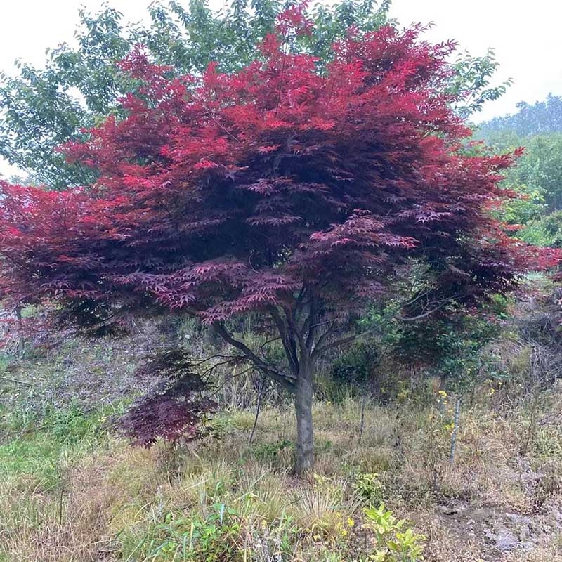 园林绿化苗木种植技术措施