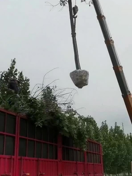 装车现场（视频）