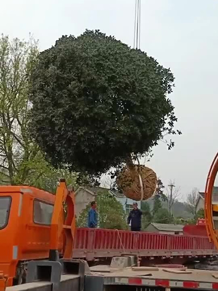 装车现场（视频）