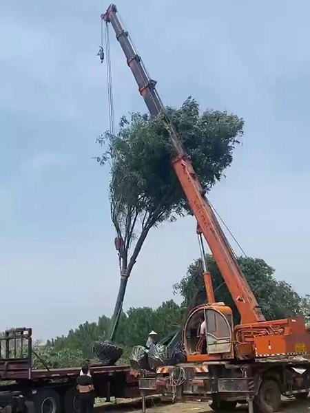 装车现场（视频）