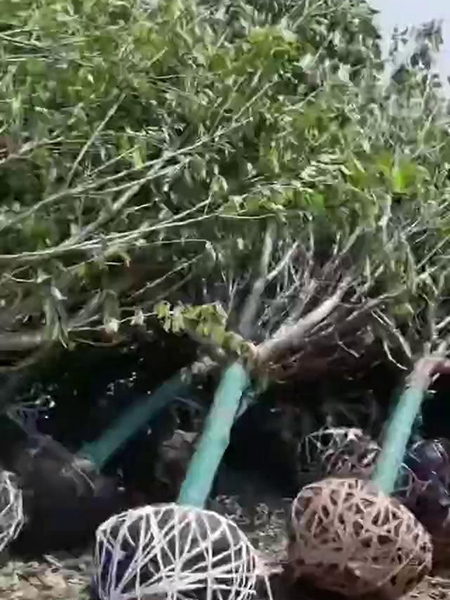 装车现场（视频）