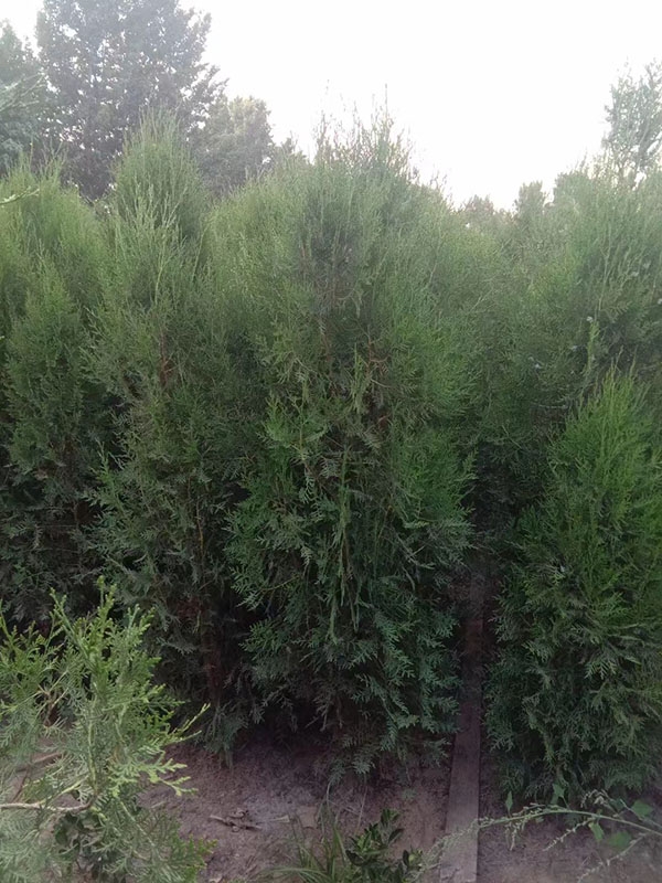 侧柏