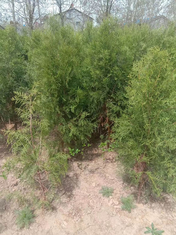 侧柏