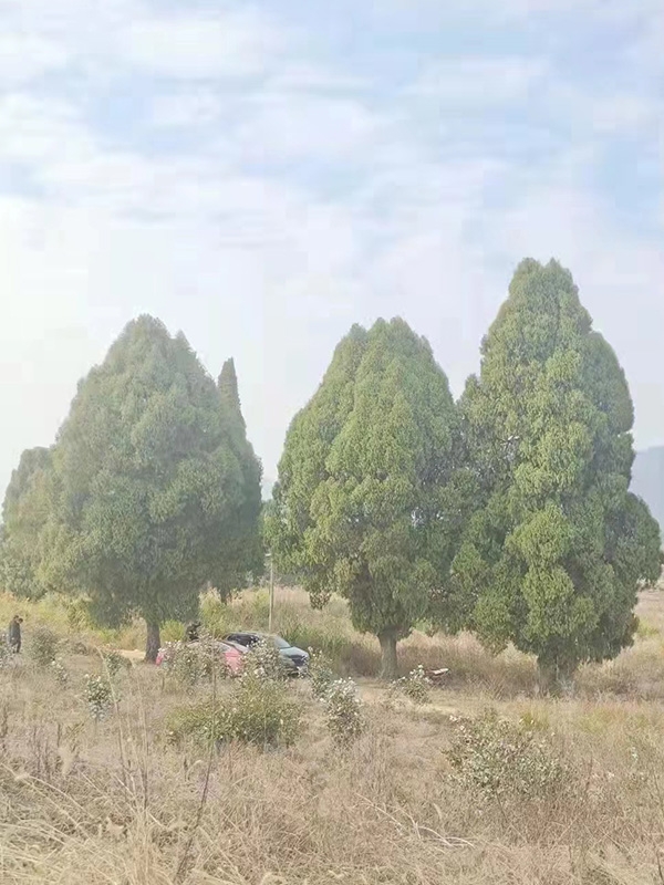 柏树