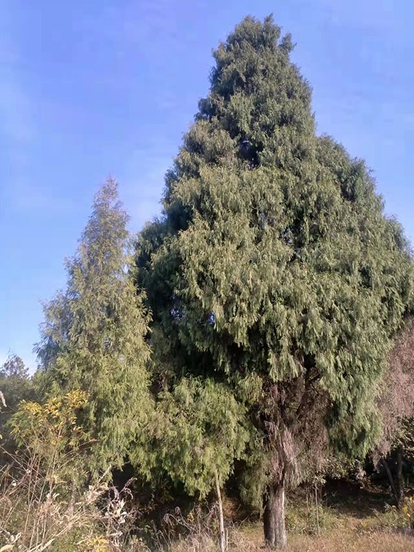柏树