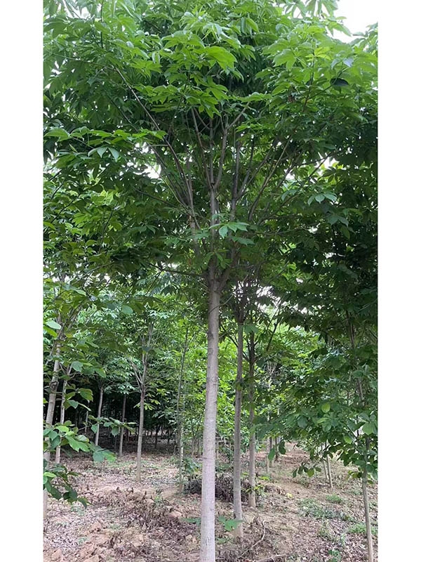 七叶树