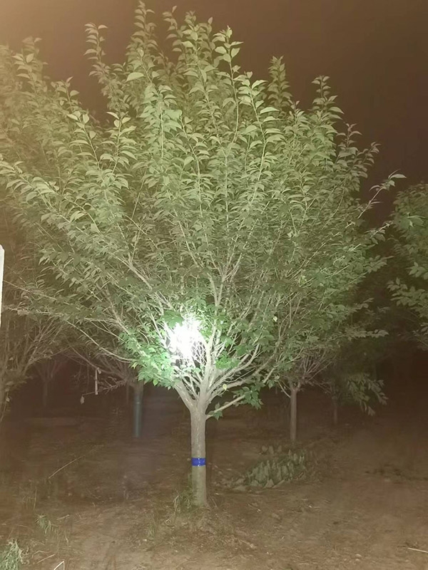 樱花