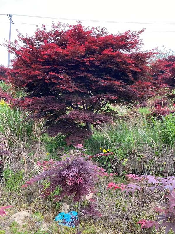 红枫