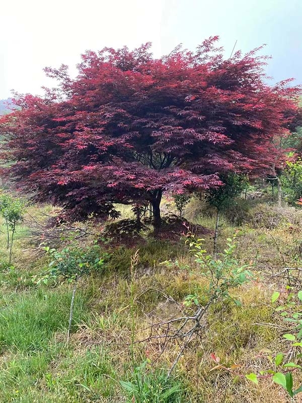 红枫