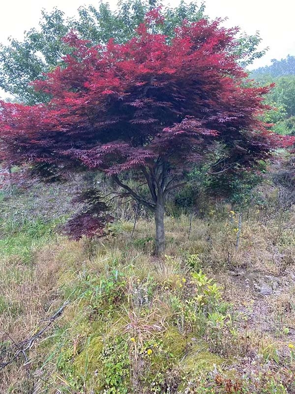 红枫