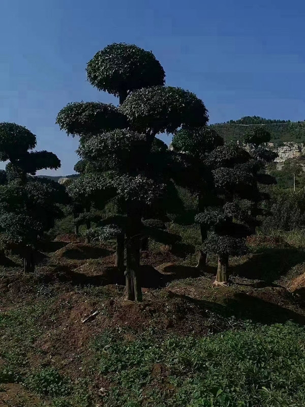 对接白蜡