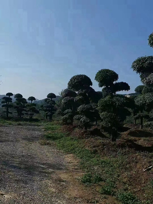 对接白蜡