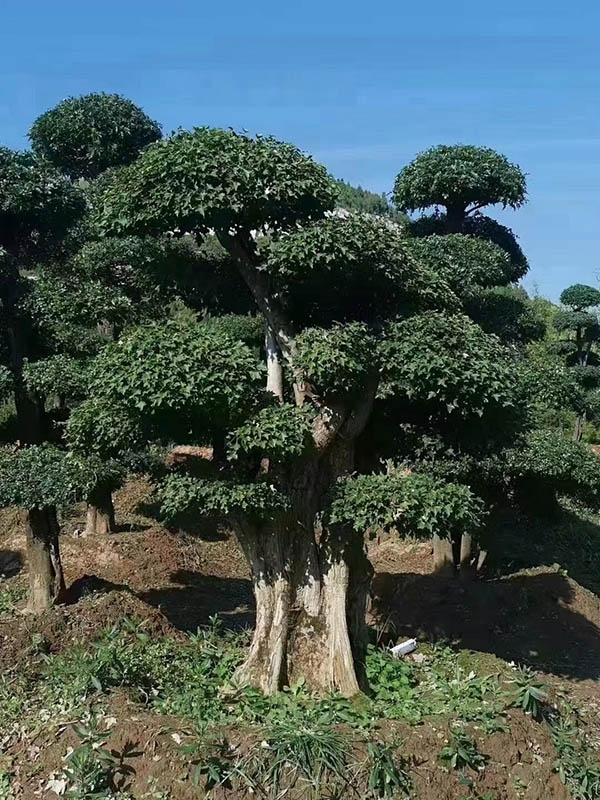 对接白蜡