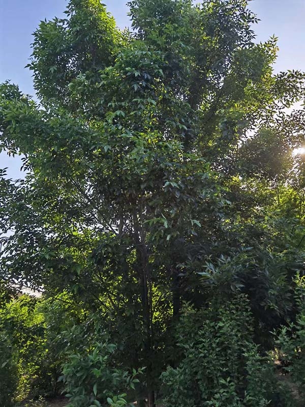 丛生白蜡