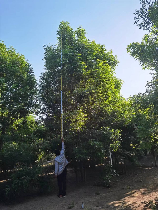 丛生白蜡