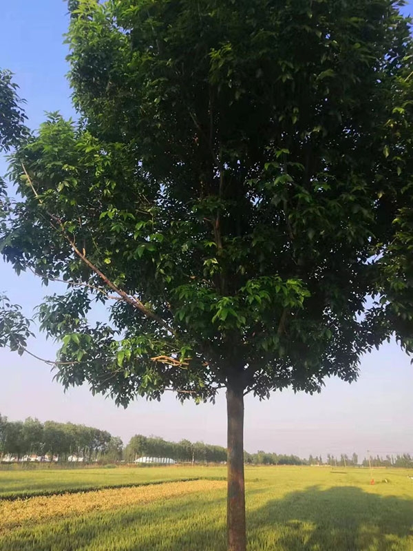 白蜡