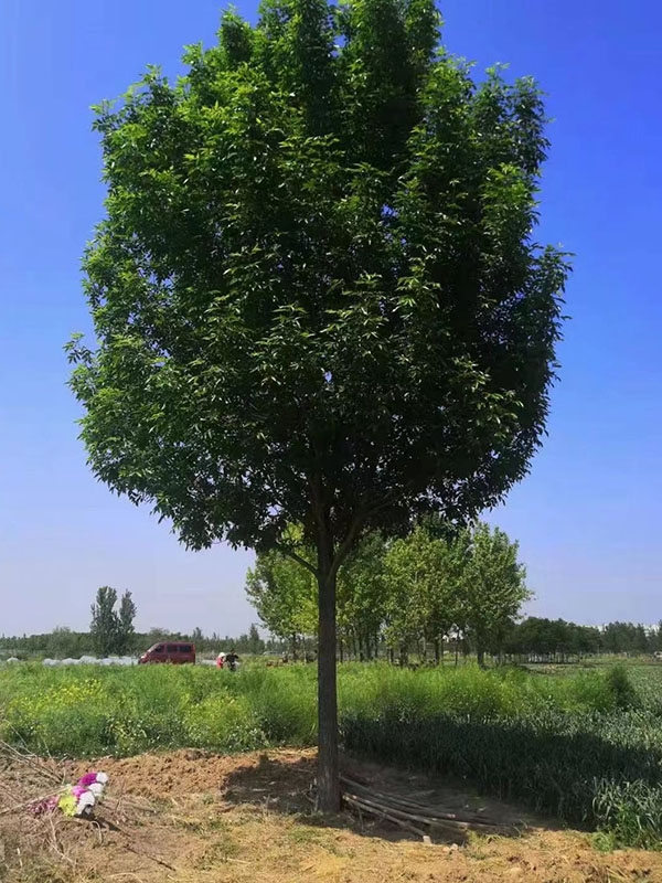白蜡
