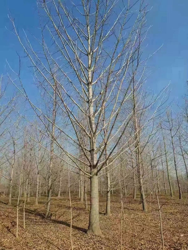 银杏