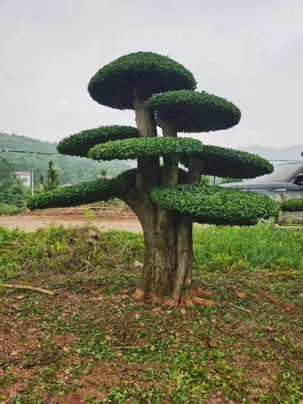 造型松