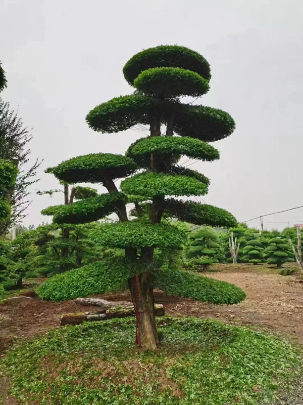 造型松