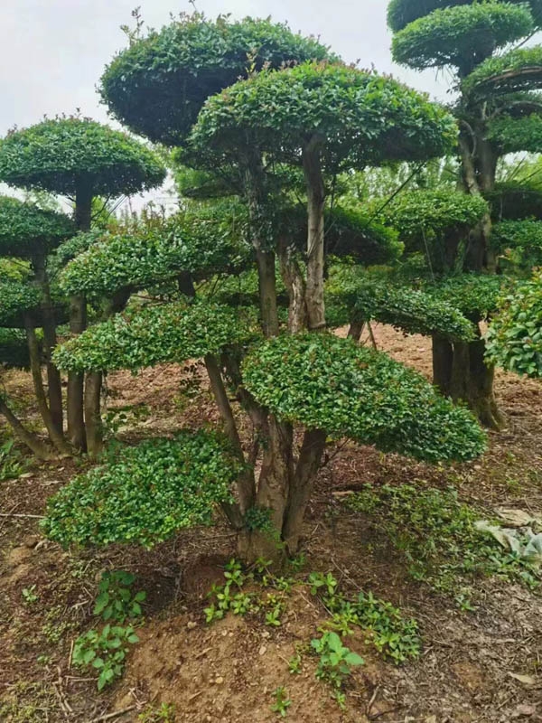 造型松